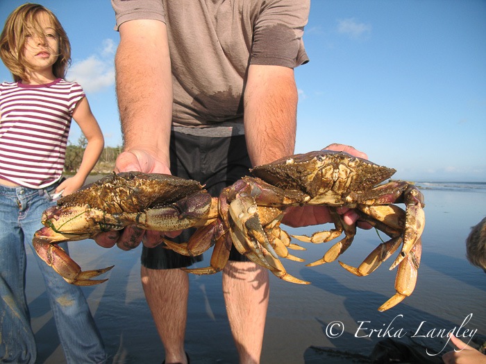2 crabs