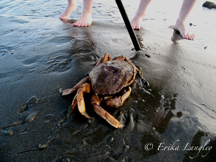 crab & feet