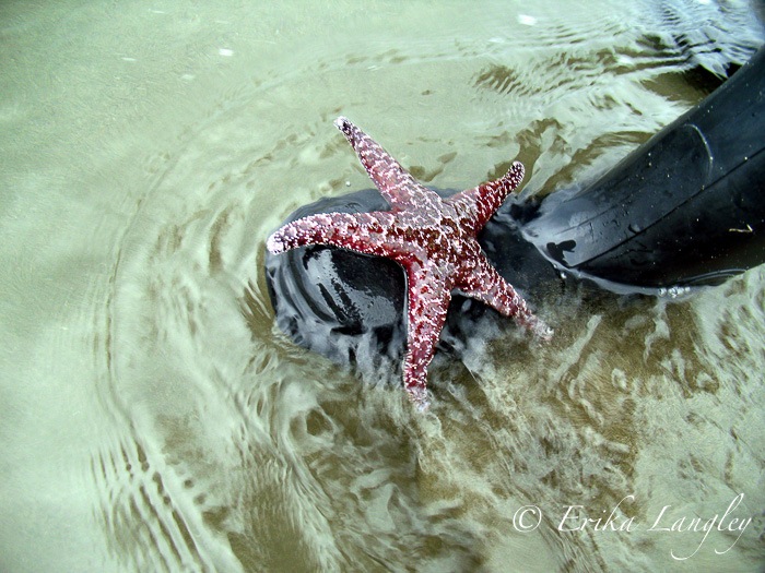 Starfish on boot, Washaway Beach 8-17-08